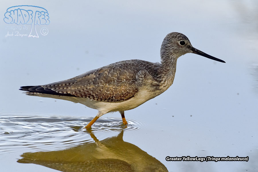 Greater Yellowlegs - Tringa melanoleuca