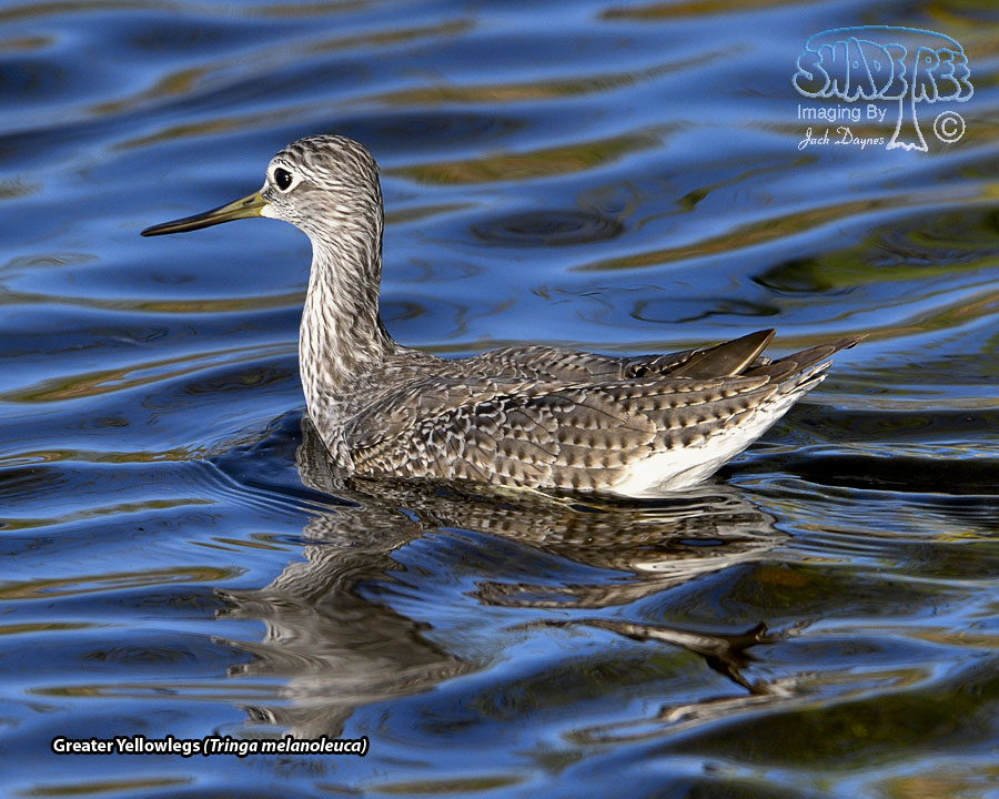 Greater Yellowlegs - Tringa melanoleuca