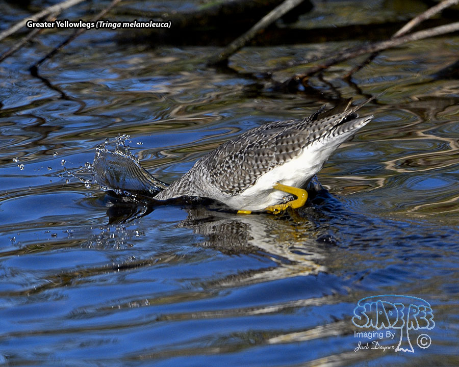 Greater Yellowlegs - Tringa melanoleuca