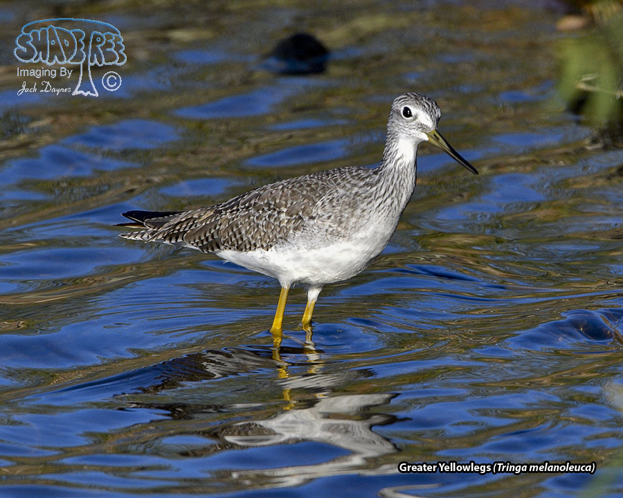 Greater Yellowlegs - Tringa melanoleuca