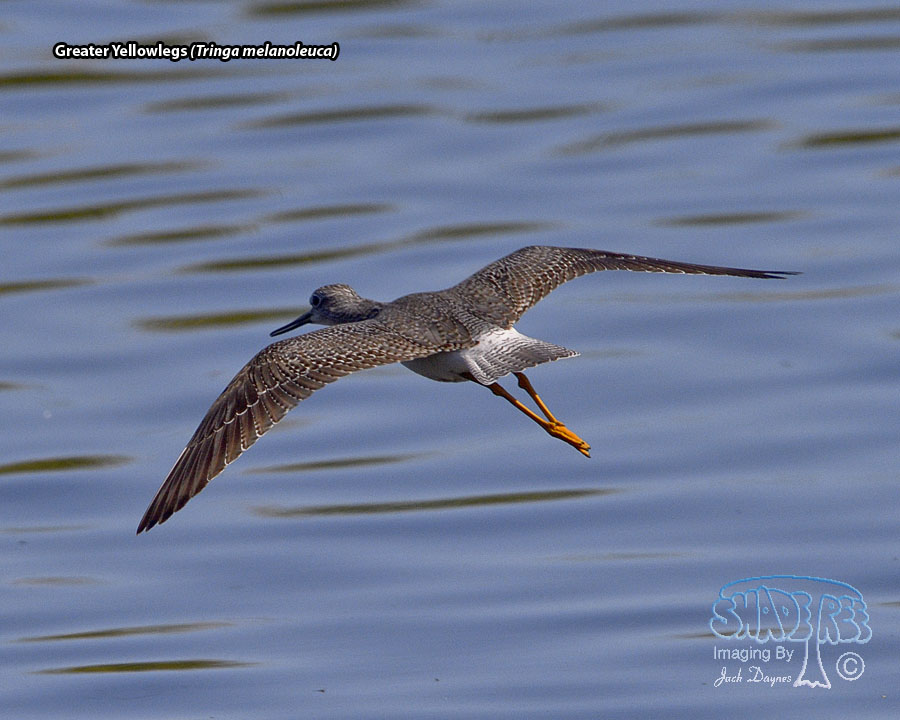 Greater Yellowlegs - Tringa melanoleuca