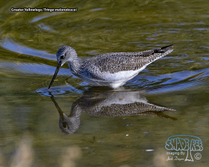 2020-11-09 Henderson Bird Viewing Preserve