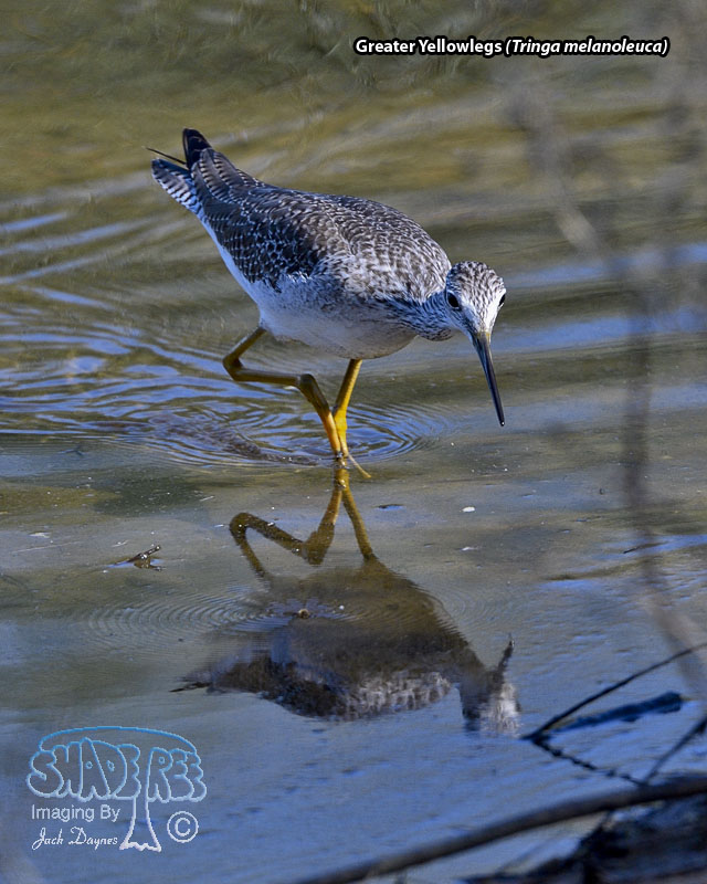 Greater Yellowlegs - Tringa melanoleuca