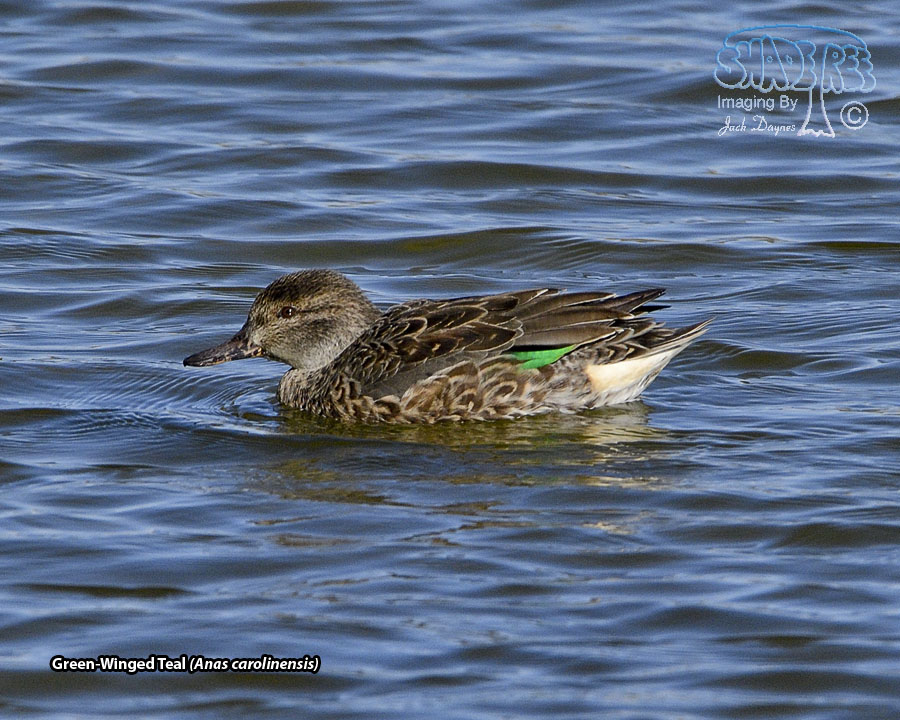 Green-Winged Teal - Anas carolinensis