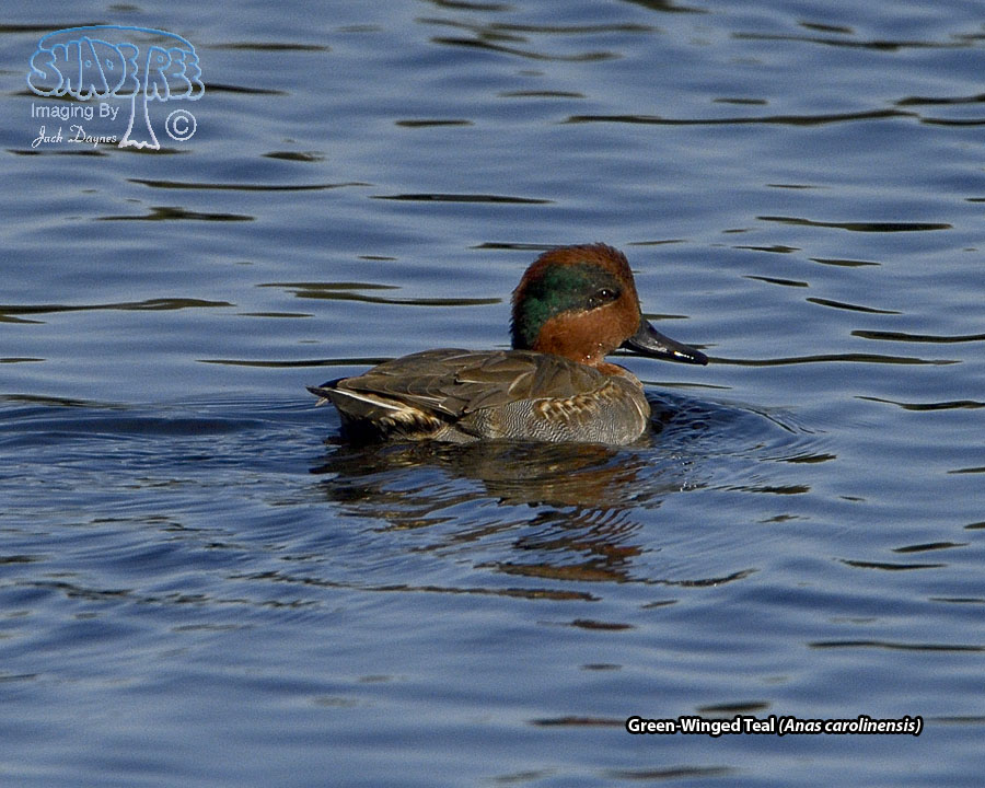 Green-Winged Teal - Anas carolinensis