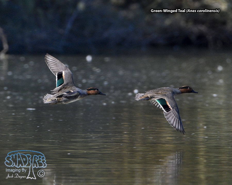 Green-Winged Teal - Anas carolinensis