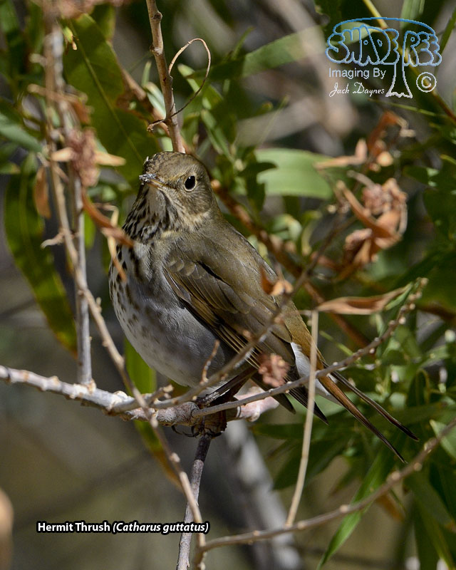 Hermit Thrush - Catharus guttatus
