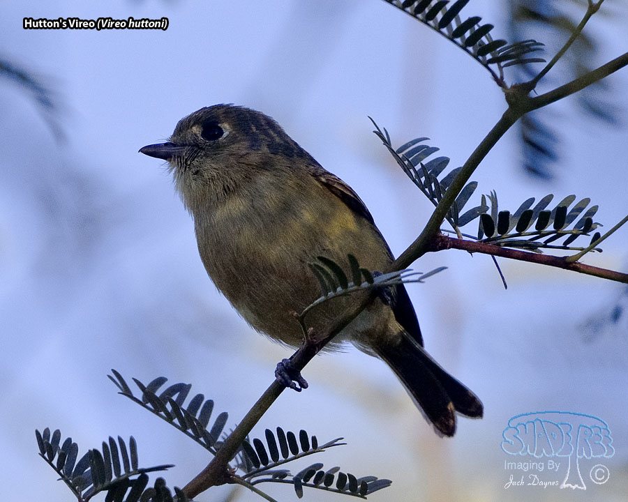 Hutton's Vireo - Vireo huttoni