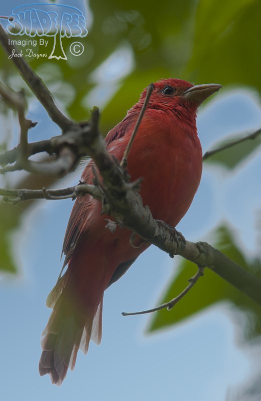 Summer Tanager - Piranga rubra