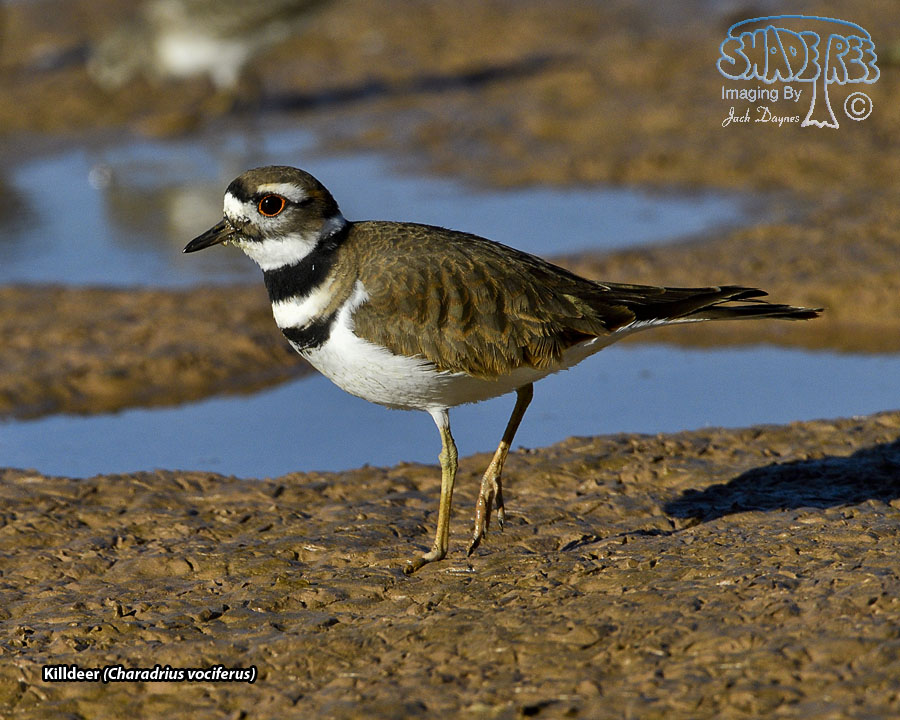 Killdeer - Charadrius vociferus