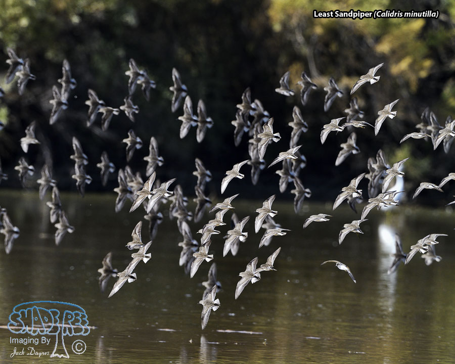 Least Sandpiper - Calidris minutilla