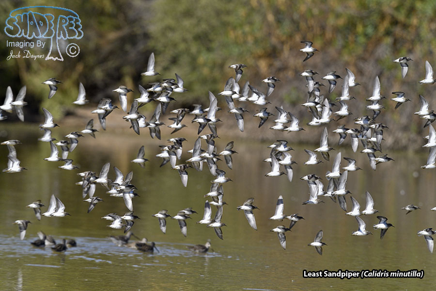 Least Sandpiper - Calidris minutilla