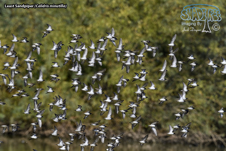 Least Sandpiper - Calidris minutilla