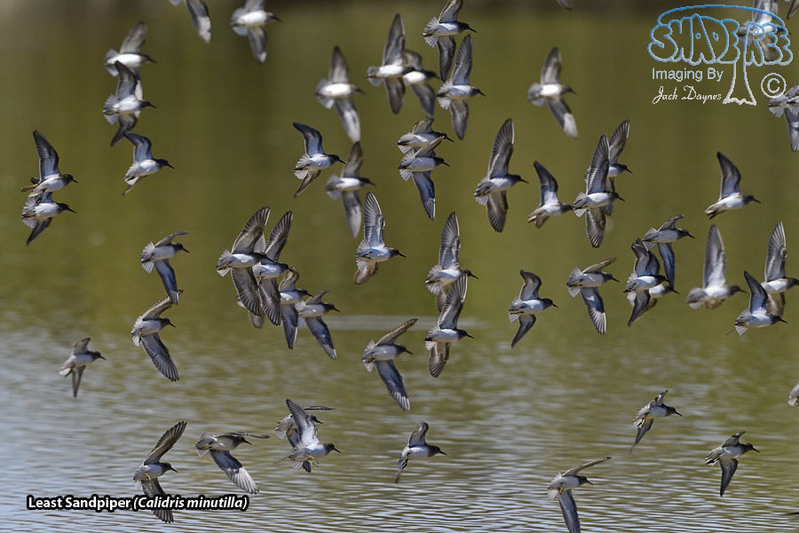Least Sandpiper - Calidris minutilla