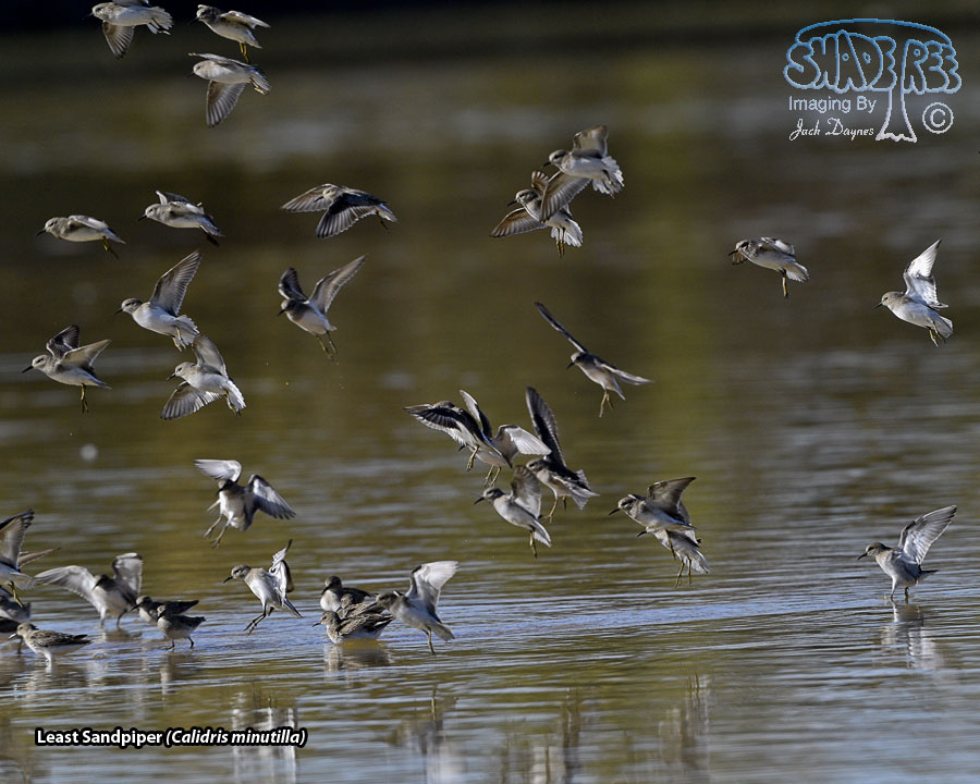 Least Sandpiper - Calidris minutilla