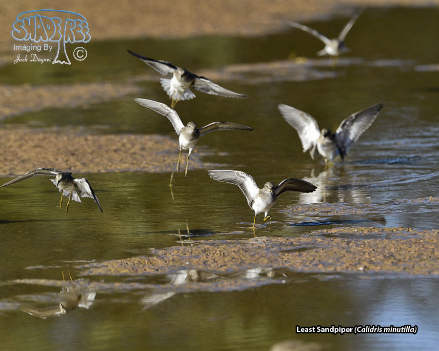 Least Sandpiper - Calidris minutilla