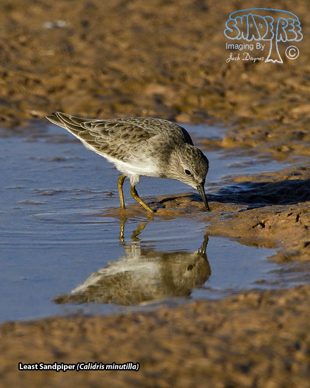 Least Sandpiper - Calidris minutilla