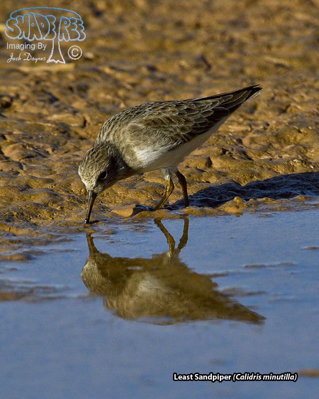 Least Sandpiper - Calidris minutilla