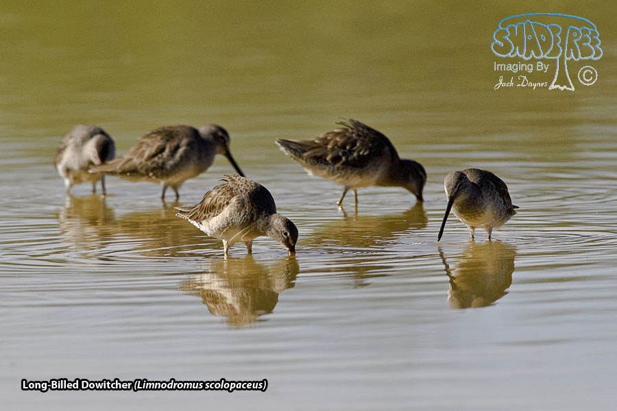 Long-Billed Dowitcher - Limnodromus scolopaceus