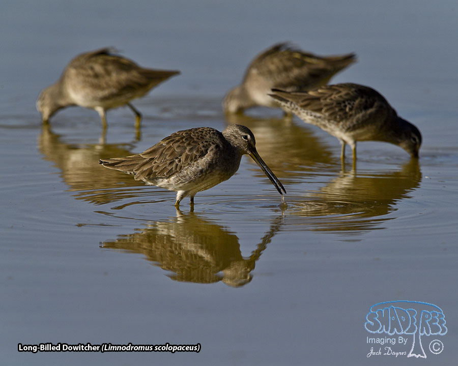 Long-Billed Dowitcher - Limnodromus scolopaceus