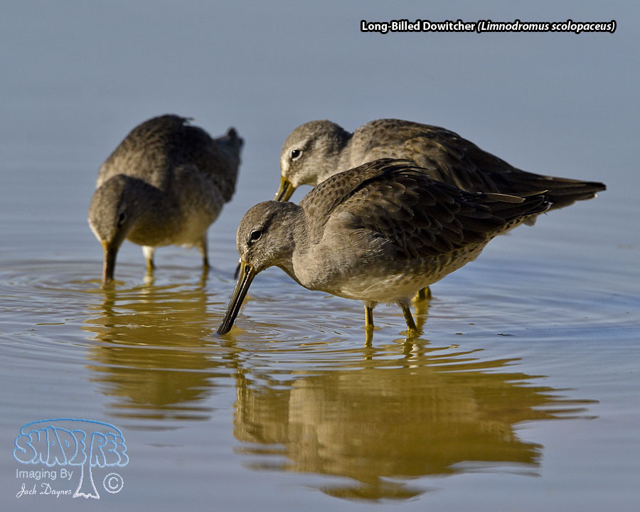 Long-Billed Dowitcher - Limnodromus scolopaceus