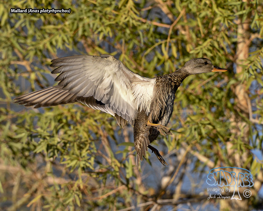 Mallard - Anas platyrhynchos