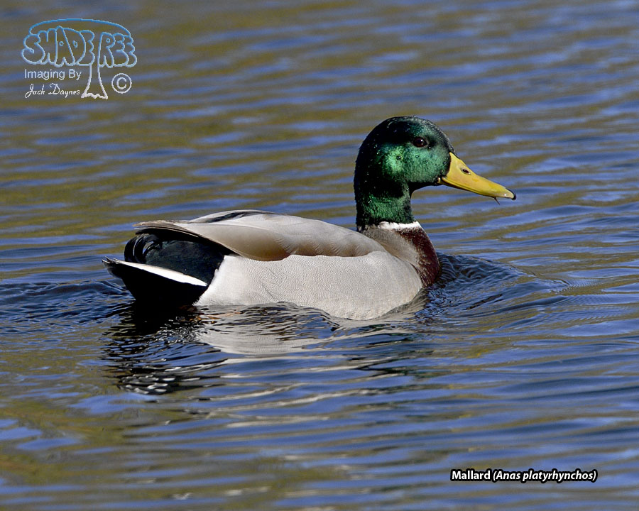 Mallard - Anas platyrhynchos