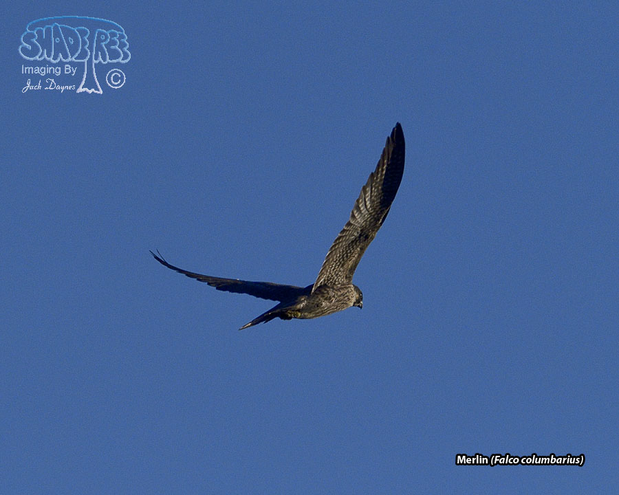 Merlin - Falco columbarius