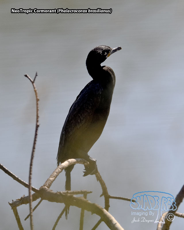 Neotropic Cormorant - Phalacrocorax brasilianus