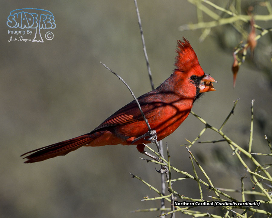 Northern Cardinal - Cardinalis cardinalis