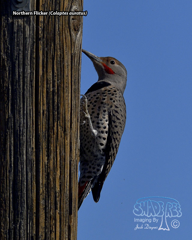 Northern Flicker - Colaptes auratus