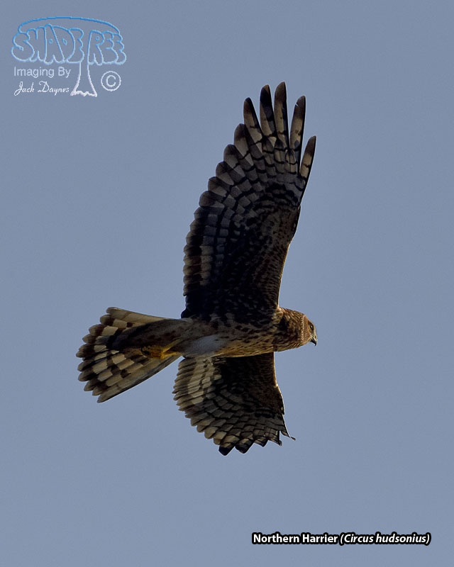 Northern Harrier - Circus hudsonius