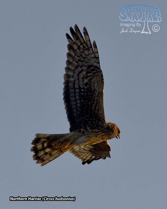 Northern Harrier - Circus hudsonius