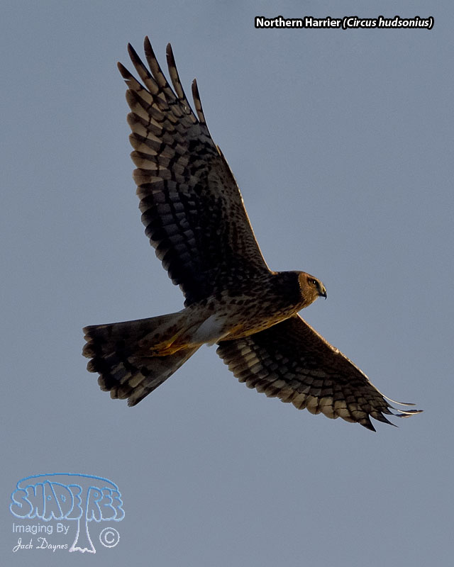 Northern Harrier - Circus hudsonius