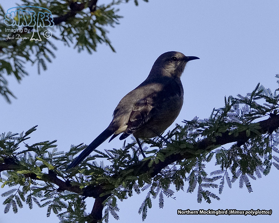 Northern Mockingbird - Mimus polyglottos