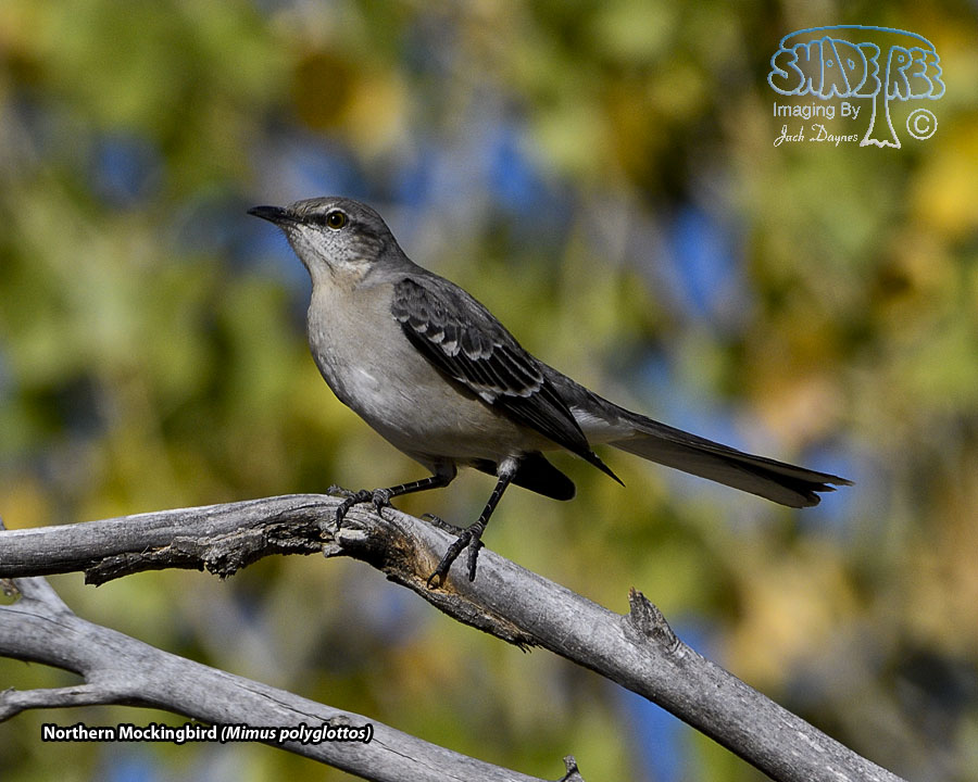 Northern Mockingbird - Mimus polyglottos