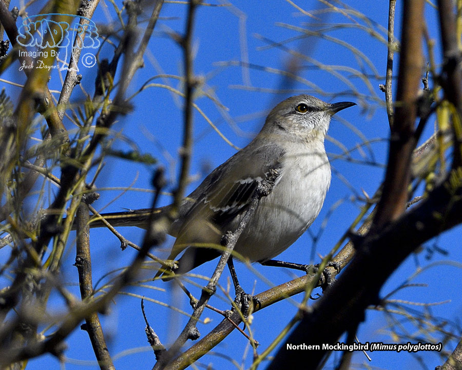Northern Mockingbird - Mimus polyglottos