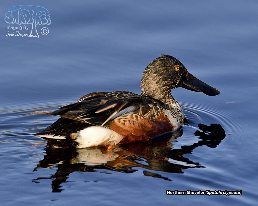 Northern Shoveler - Spatula clypeata