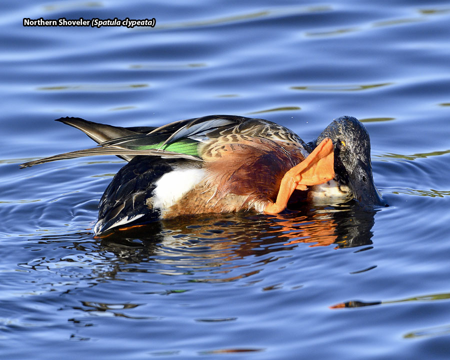 Northern Shoveler - Spatula clypeata