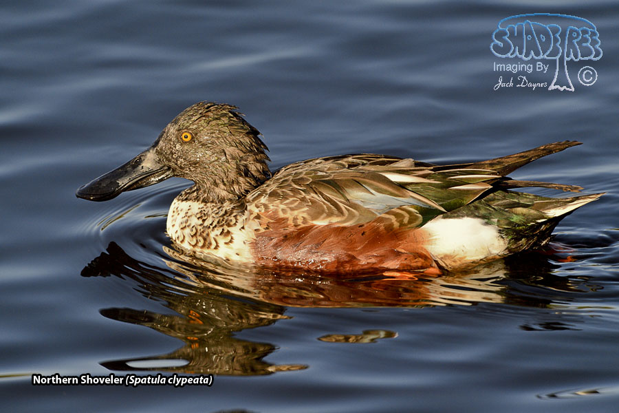 Northern Shoveler - Spatula clypeata