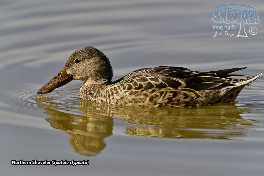 Northern Shoveler - Spatula clypeata