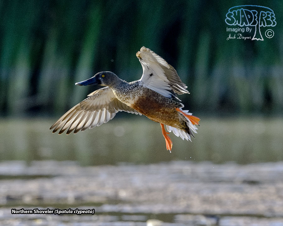 Northern Shoveler - Spatula clypeata