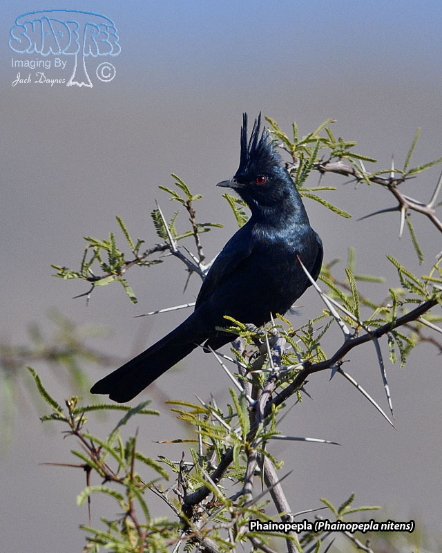 Phainopepla - Phainopepla nitens