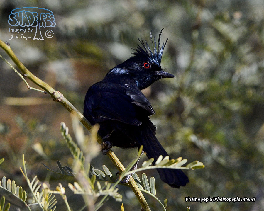 Phainopepla - Phainopepla nitens