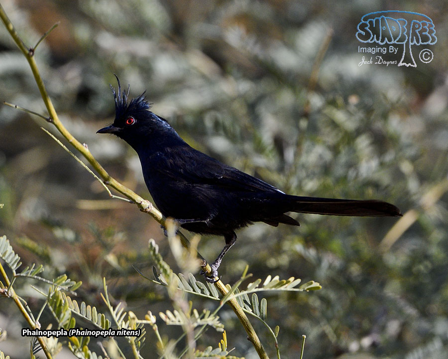 Phainopepla - Phainopepla nitens