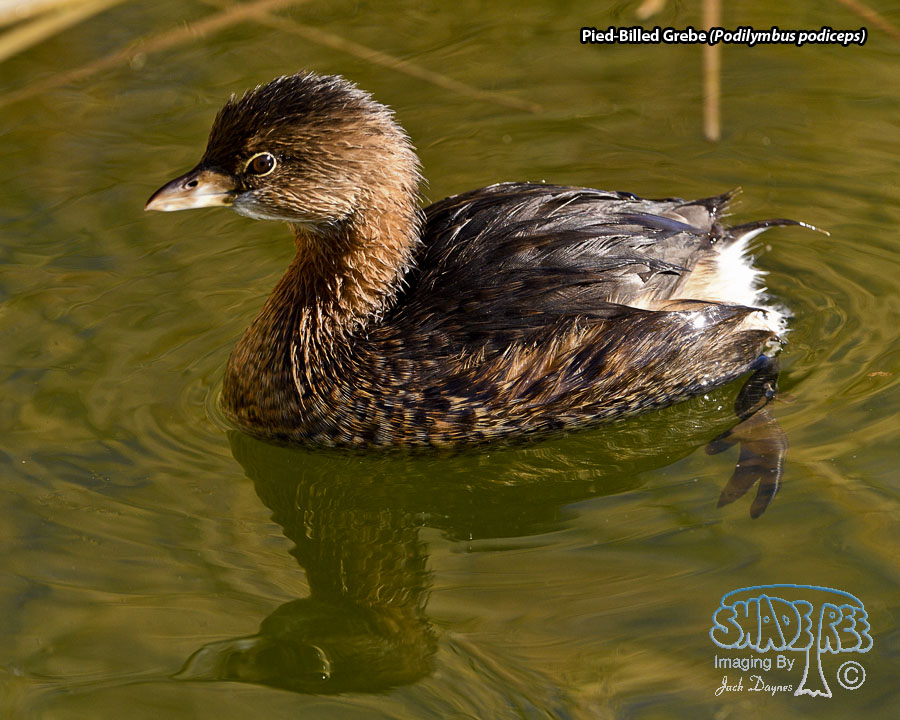 Pied-Billed Grebe - Podilymbus podiceps