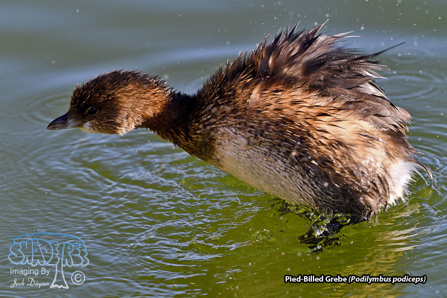 Pied-Billed Grebe - Podilymbus podiceps