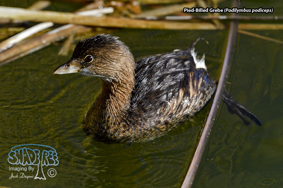 Pied-Billed Grebe - Podilymbus podiceps