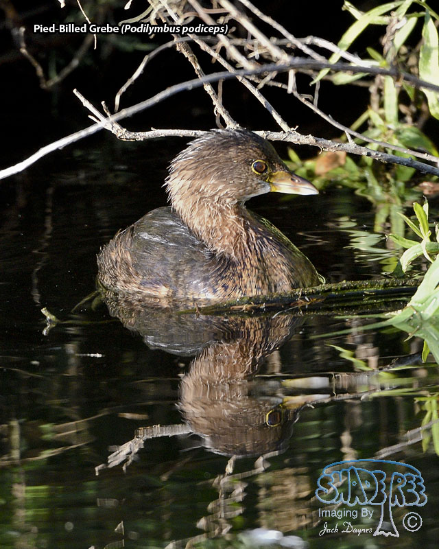 Pied-Billed Grebe - Podilymbus podiceps