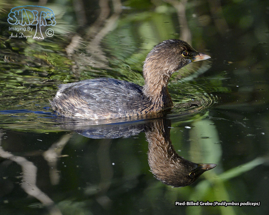 Pied-Billed Grebe - Podilymbus podiceps